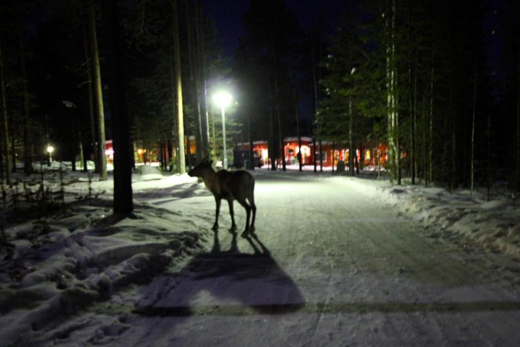 Ukonjarven Holiday Village Ivalo Exterior foto